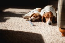Beagle perro acostado en el suelo - foto de stock