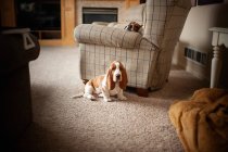 Милая собака-бассет дома — стоковое фото