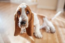 Lindo perro basset hound en casa - foto de stock