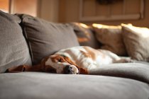 Bonito preguiçoso cão relaxante em casa — Fotografia de Stock