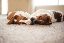 Cani basset hound a casa — Foto stock