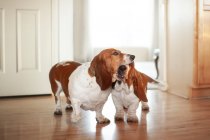 Basset hound dogs at home — Stock Photo