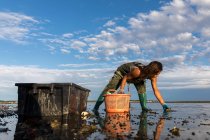 Jovem mulher colhendo ostras, frutos do mar — Fotografia de Stock