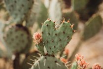 Gros plan d'un cactus dans le jardin — Photo de stock