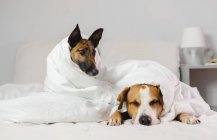 Two sleepy and funny dogs wrapped in white blankets in a bedroom - cozy, lazy, hangover or illness concept — Stock Photo