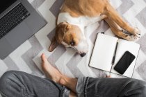 Працюючи з дому, домашнє життя з собаками, вид зверху фото хрестоподібної ноги, що сидить на людині поруч з блокнотом і ноутбуком — стокове фото