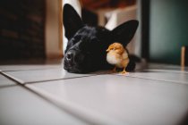 Sleeping dog and friend chicken on floor indoors — Stock Photo