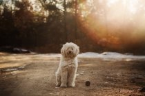 Собака в парку — стокове фото