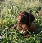Собака в траві — стокове фото