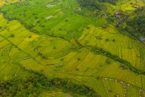 Campos de arroz en terrazas con pequeñas granjas rurales en Bali, Indonesia Vista aérea de arriba hacia abajo de las aves aéreas de las exuberantes plantaciones de arrozales verdes en la colina HQ - foto de stock