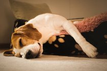 Ein erwachsener Beagle-Hund, der auf einem gemütlichen Bett schläft. Hundehintergrund. — Stockfoto