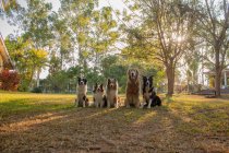 Plan fascinant de collie frontière adorable chiens et golden retriever sur l'herbe verte à Valence, Venezuela — Photo de stock