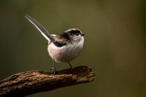 A Long Tailed Tit bird standing on a branch — Photo de stock