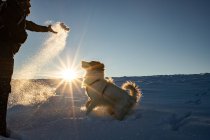 Happy dog playing in winter snow — Stock Photo
