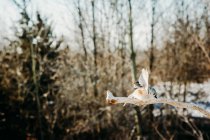 Tufted Titmouse tomando vuelo forma de una rama en una tarde invernal - foto de stock
