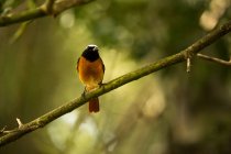Un uccello sul ramo di un albero — Foto stock