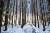 Красивый зимний пейзаж с заснеженным сосновым лесом — стоковое фото