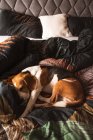 Ein Beagle-Hund, der auf einem gemütlichen Bett schläft. Oberhalb der Senkrechten. Hundehintergrund. — Stockfoto