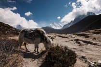 Paisagem montanhosa com neve e montanhas — Fotografia de Stock