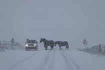 Cavalli in mezzo alla strada innevata in una nevicata — Foto stock