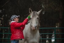 Підліток дівчина чистить її білий і сірий кінь — стокове фото