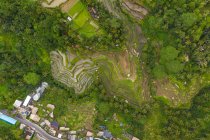 Top down overhead aerial view of farm paddy rice plantations near small rural village in Bali, Indonesia Lush green irrigated fields surrounded by rainforest HQ — Stock Photo