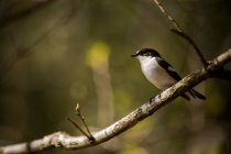 Uccello su un ramo — Foto stock