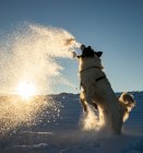Щасливий собака грає в зимовий сніг — стокове фото