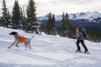 Donna splitboarding mentre il cane corre in montagna durante l'inverno — Foto stock