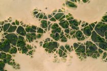 Folhagem dura cresce em Areias, Little Sahara State Park, OK — Fotografia de Stock