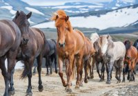 Cavalli islandesi sugli altopiani islandesi — Foto stock
