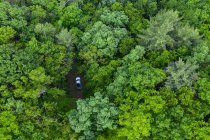 Воздушный вид на лес в горах — стоковое фото