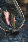 Крупный план женщины с уловом рыбы в сети на реке в лесу — стоковое фото
