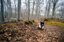 Собака играет в лесу — стоковое фото