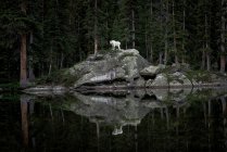 Capra di montagna in piedi sulla roccia in riva al lago contro gli alberi — Foto stock