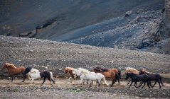 Cavalli islandesi sugli altopiani islandesi — Foto stock