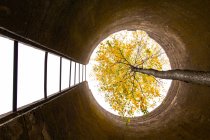 Un arbre qui grandit dans un grand silo abandonné — Photo de stock