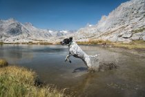 Cães correndo no lago por montanhas contra céu azul claro — Fotografia de Stock