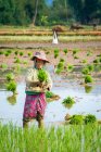 Сцена жизни Республики Союз Мьянма — стоковое фото