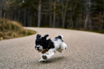 Perro jugando en un bosque - foto de stock