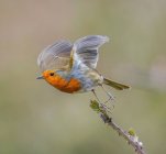 Vue rapprochée de mignon petit oiseau sauvage en arrière-plan naturel — Photo de stock