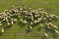 Rebaño de ovejas en el prado en el fondo de la naturaleza - foto de stock