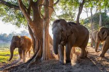 Слоны на природе, место для путешествий на заднем плане — стоковое фото