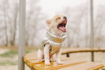 Retrato de un lindo chihuahua de pura raza. Chihuahua cachorro en el banco. chihuahua, perro, cachorro, - foto de stock