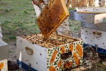 Un gros plan d'une ruche dans une caisse en bois — Photo de stock
