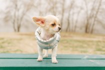 Portrait of a cute purebred chihuahua. Chihuahua puppy on the bench. chihuahua, dog, puppy, — Stock Photo