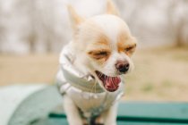 Retrato de un lindo chihuahua de pura raza. Chihuahua cachorro en el banco. chihuahua, perro, cachorro, - foto de stock