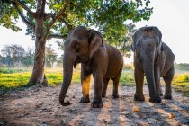Слони на фоні природи, місце для подорожей на фоні — стокове фото