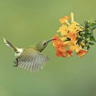 Beija-flor em cores de fundo naturais — Fotografia de Stock