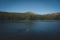 Pequeña vista lejana de un lago de niño nadando en verano - foto de stock